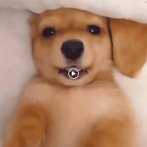 Meet your Posher, Hazel